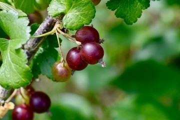 Delicious summer fruit: jostaberry, Ribes.