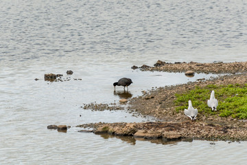 Duck with duckling at The Christopher Cadbury Wetland Reserve at Upton Warren, wildlife trust Worcestershire