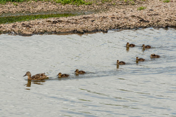 Duck with duckling at The Christopher Cadbury Wetland Reserve at Upton Warren, wildlife trust...