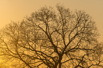 The silhouette majestic tree with idyllic sunset at dusk and clear sky background. Silhouette of dark tree branches at sunrise