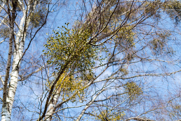 Many hemiparasitic shrubs of mistletoe on tree branches. Common European mistletoe (Viscum album) growing on the branches of birch tree isolated on blue sky on a sunny day