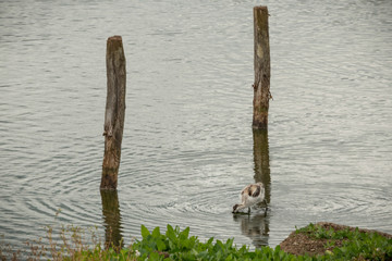 Avocet and chicks at The Christopher Cadbury Wetland Reserve at Upton Warren, wildlife trust...