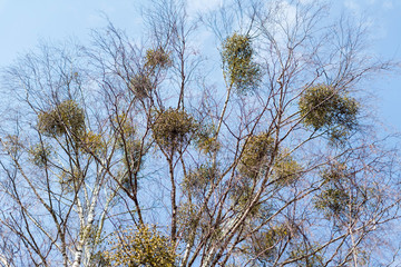 Many hemiparasitic shrubs of mistletoe on tree branches. Common European mistletoe (Viscum album) growing on the branches of birch tree isolated on blue sky on a sunny day