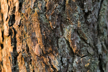 Pine tree texture side lit by sun in the forest. Tree bark in the woods