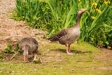 Greylag goose, geese with goslings at The Christopher Cadbury Wetland Reserve at Upton Warren, wildlife trust Worcestershire