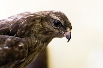 Close up of head of a falcon bird with a huge beak isolated on white background