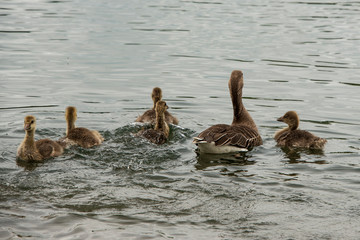 Greylag goose, geese with goslings at The Christopher Cadbury Wetland Reserve at Upton Warren,...
