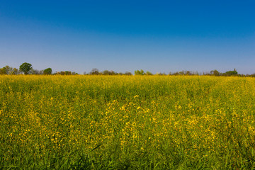 Obraz premium Landscape / Spring