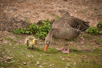 Greylag goose, geese with goslings at The Christopher Cadbury Wetland Reserve at Upton Warren, wildlife trust Worcestershire