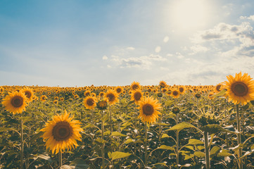 Zonnebloemen in een zonnig veld