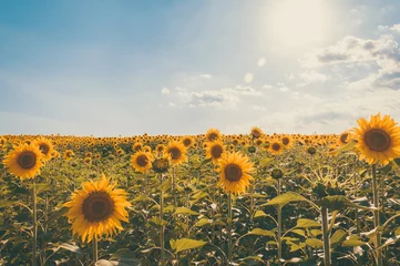 Foto op Aluminium Zonnebloemen in een zonnig veld © Makirath