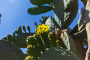 Wild cactus bloomed, yellow bud