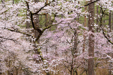 Obraz premium 富士桜のイメージ