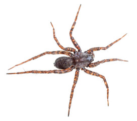 Wolf spider with striped legs on white