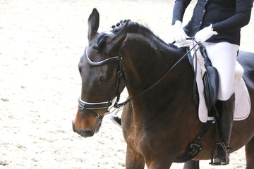 Fototapeta premium Unknown contestant rides at dressage horse event in riding ground. Head shot closeup of a dressage horse during competition event
