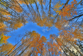 autumn gold trees grow to blue sky