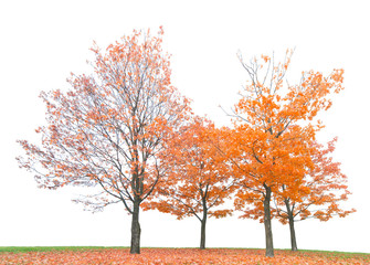 group of orange autumn maple trees isoalted on white