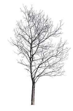 isolated winter maple bare tree