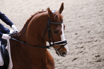 Obraz premium Portrait of a sport horse during dressage competition under saddle