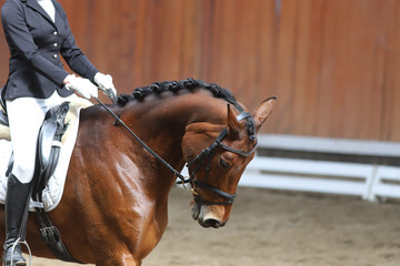 Obraz premium Portrait of a sport horse during dressage competition under saddle