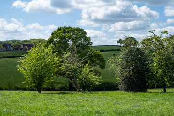 English countryside with trees and fields