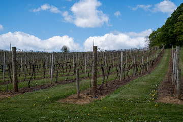 Fototapeta na wymiar English vineyard in Worcestershire