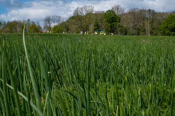 English countryside with Cow Parley wild flowers 