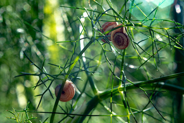 Small grape snail on green dill stalks