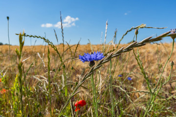 blaue Kornblume, Nahaufnahme