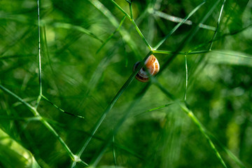 Small grape snail on green dill stalks