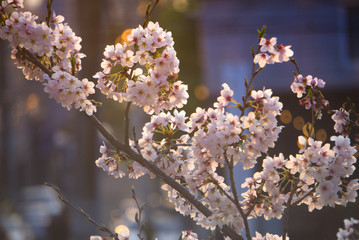 Korean Cherry Blossom