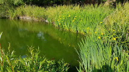 Hanley Swan village pond with yellow flag irises
