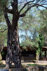 Old olive tree in Adriatica park