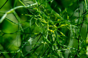 Small grape snail on green dill stalks