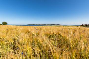 Reedevitzer Höft, Halbsinel Mönchgut, Insel Rügen