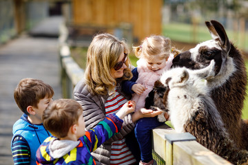Cute toddler girl, two little school kids boys and young mother feeding lama and alpaca on a kids...