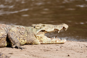 big nile crocodile with mouth open. Crocodylus niloticus, largest fresh water crocodile in Africa, is panting and resting on sand in Awash Falls, Ethiopia, Africa wildlife