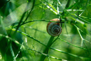 Small grape snail on green dill stalks