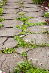 garden path of round pieces of wood, overgrown with grass, selective focus