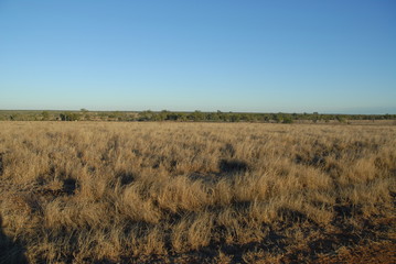 Outback Australia, dried grass and distant trees, near Charters Towers, Queensland, Australia