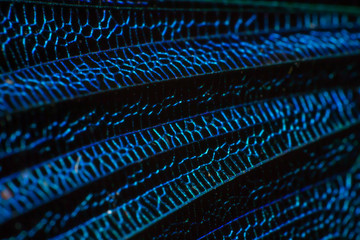 Fototapeta premium macro photo of a .dragon-fly wing. Abstract background pattern