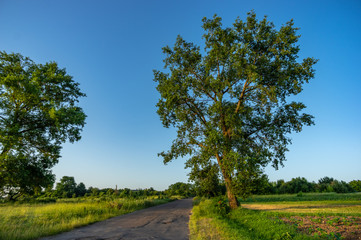 Fototapeta na wymiar Big tree on the roadside on a summer day