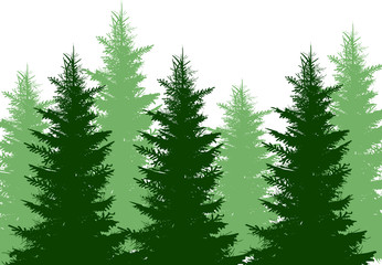 light and dark green group of fir trees on white