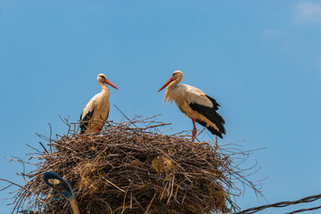 white stork in the nest