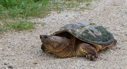 Obraz premium Good view of sharp beak like mouth of Ontario snapping turtle
