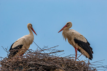 white stork in the nest