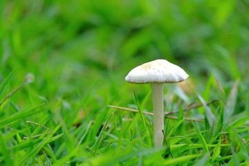  in rainy season 