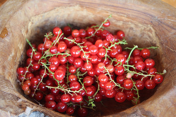 Ribes rubrum commonly Red Currant cultivated in the wooden pot, organic, macro photography