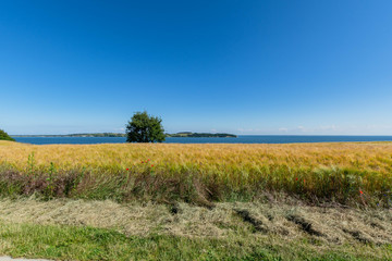 Fototapeta premium Reedevitzer Höft, Halbsinel Mönchgut, Insel Rügen