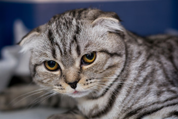 Scottish fold cat breed in the cage at the veterinary clinic after surgery, recovering from anesthesia. Anesthesia in Brachycephalic cats